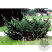 Juniperus pfitzeriana 125 cm cont. 55L bonsai