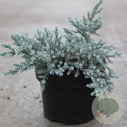 Juniperus squamata 'Tropical Blue' 30-40 cm 6,5L