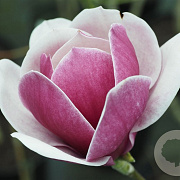 Magnolia 'Venus' 225-250 cm cont. 90L extra