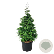Metasequoia gl. 'Daw.Tawny Fleece' 200-225 cm cont. 55L extra