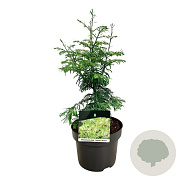 Metasequoia gl. 'Hamlet's Broom' 50-60 cm 7,5L