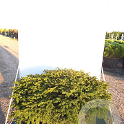 Picea abies 'Nidiformis' 40-50 cm 6,5L