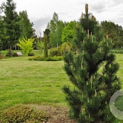 Pinus mugo 'Green Column' 80-100 cm cont. 130L solitair