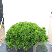 Pinus mugo pumilio 40-50 cm 6,5L