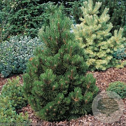 Pinus heldreichii 'Malinki' 50-60 cm 30L extra