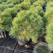 Pinus nigra 'Nana' 30-40 cm 15L