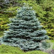 Picea pungens 'Fat Albert' 50-60 cm 6,5L