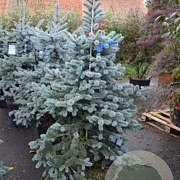 Picea pungens 'Oldenburg' 40-50 cm 6,5L