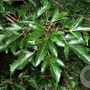 Acer tataricum ginnala 15-30 cm wortelgoed 1/0 