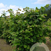Corylus avellana 150-175 cm met kluit solitair struik