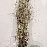 Elaeagnus angustifolia 20-40 cm wortelgoed 1/0