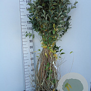 Elaeagnus umbellata 40-60 cm wortelgoed 1/1