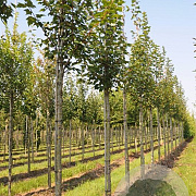 Fagus orientalis 30-50 cm wortelgoed 2/0