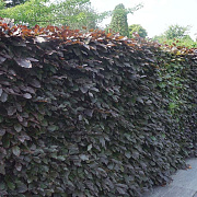 Fagus syl. 'Atropunicea' 175-200 cm wortelgoed