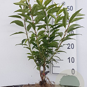 Forsythia int. 'Lynwood' 40-60 cm wortelgoed 0/1/0 2 tak