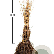 Lonicera xylosteum 60-100 cm wortelgoed 1/2 3 tak