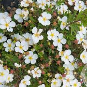 Potentilla f. 'Abbotswood' 15-30 cm wortelgoed 0/1