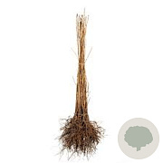 Prunus avium 30-50 cm wortelgoed 1/0 