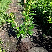 Prunus l. 'Novita' 30-50 cm wortelgoed 0/2 2-3 tak
