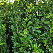Prunus I. 'Rotundifolia' 30-50 cm wortelgoed 0/2 2-3 tak