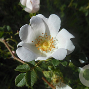 Rosa balsamica 40-60 cm wortelgoed 1/1