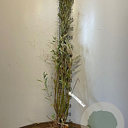 Salix alba 60-100 cm wortelgoed 0/1