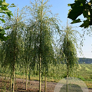 Salix alba Tristis 175-200 cm wortelgoed