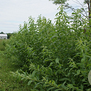 Salix dasyclados 50-80 cm wortelgoed 0/1