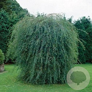 Salix purpurea 'Pendula' 40-60 cm wortelgoed 0/1/0 2 tak