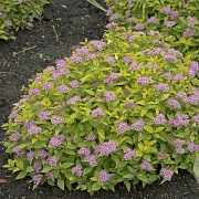 Spiraea jap. 'Froebelii' 30-50 cm wortelgoed 0/2 3 tak