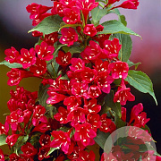 Weigela 'Red Prince' 40-60 cm wortelgoed 0/1