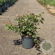 Acer palmatum 50-60 cm 6,5L