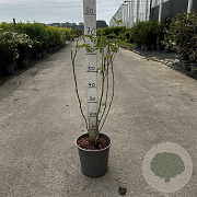 Albizia julibrissin 60-80 cm 6,5L