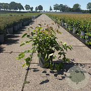 Amelanchier lamarckii 50-60 cm 6,5L