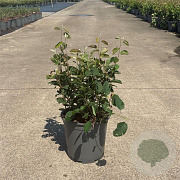 Amelanchier spicata 50-60 cm 6,5L