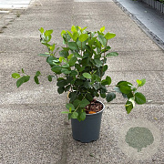 Aronia melanocarpa 50-60 cm 6,5L