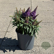 Buddleja d. B. Candy Little Lila 30-40 cm 6,5L