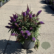 Buddleja d. B. Candy Little Purple 30-40 cm 6,5L