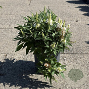 Buddleja d. B. Candy Little White 30-40 cm 6,5L