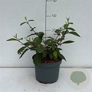 Callicarpa bod. 'Profusion' 30-40 cm 3,5L