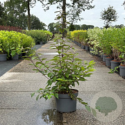 Callicarpa bod. 'Profusion' 80-100 cm 10L