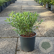 Caryopteris cland. 'Heavenly Blue' 30-40 cm 6,5L
