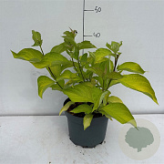 Cornus alba 'Aurea' 40-50 cm 3,5L