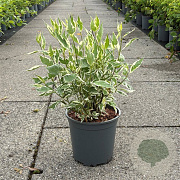 Cornus alba 'Elegantissima' 50-60 cm 6,5L