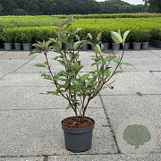 Cornus alba 'Kesselringii' 40-50 cm 3,5L