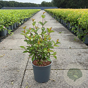 Cornus alba 'Kesselringii' 50-60 cm 6,5L