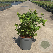 Corylus a. Medusa 50-60 cm 6,5L