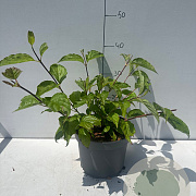 Cornus alba 'Sibirica' 40-50 cm 3,5L