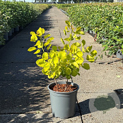 Cotinus cog. Golden Spirit 40-50 cm 6,5L