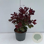 Cotinus cog. 'Royal Purple' 40-50 cm 3,5L